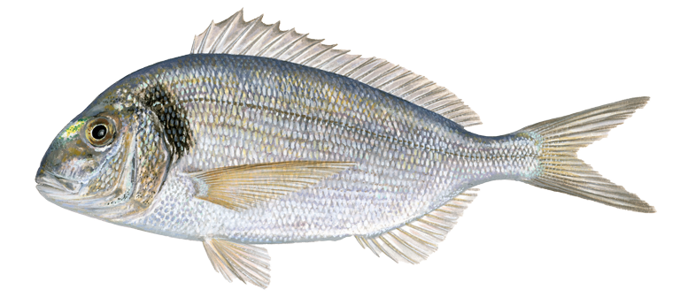 Gilt-head-sea-bream-rect