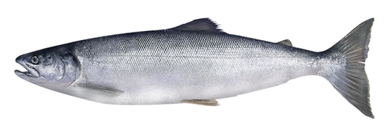 solomos